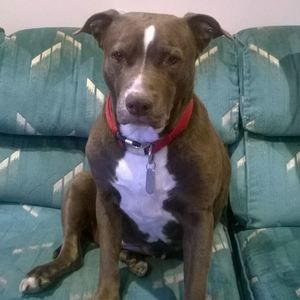 Meet your Posher, Dan